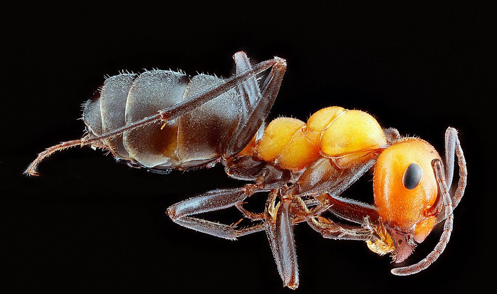 Ant Control service in Wheaton, IL
