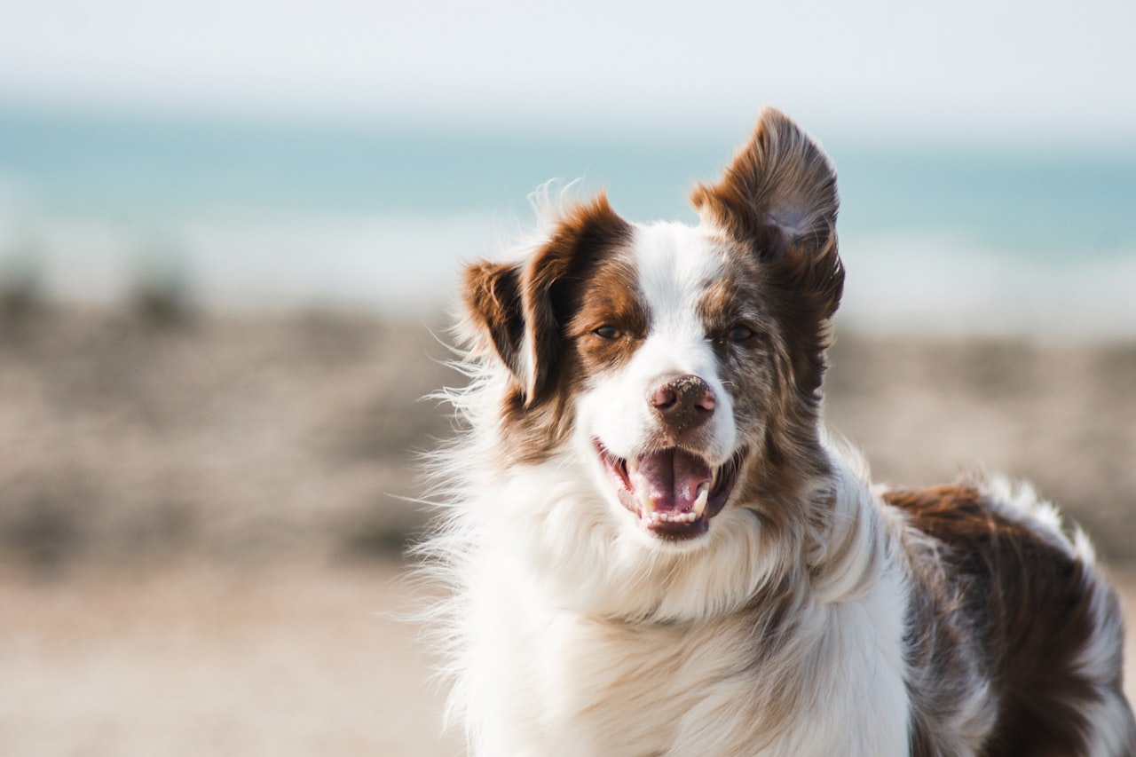 Flea & Tick Control service in Wheaton, IL