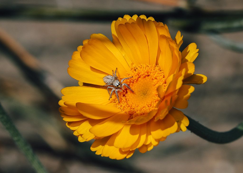 Spider Control service in Wheaton, IL